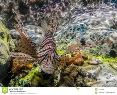Tropical Fish Lionfish Under Water Stock Image Image Of Ocean Water