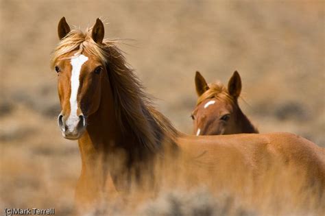 Wild Horses Oppose Roundup Of More Than 2000 Wild Horses And Burros