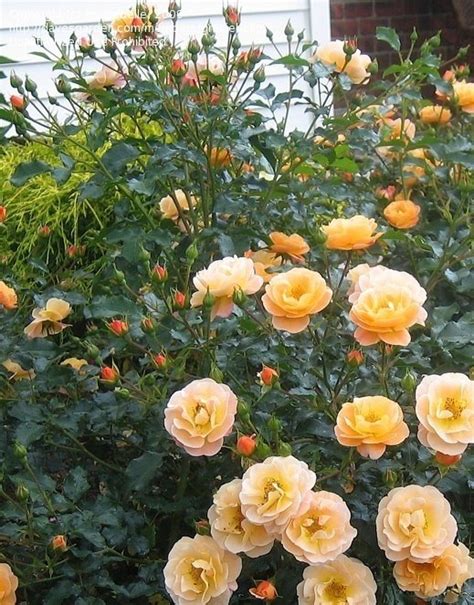Plantfiles Pictures Shrub Rose Groundcover Rose Flower Carpet Amber