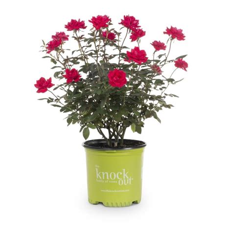 Knock Out 2 Gallon In Pot Red Knock Out Rose In The Roses Department At