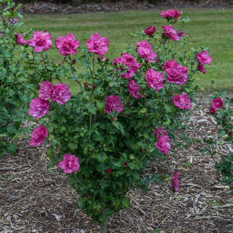 Rose Of Sharon Flowering Shrub