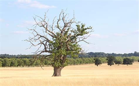 Scientists Given £1m Grant To Research Killer Oak Tree Disease