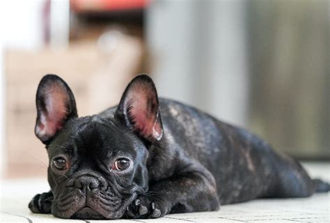 25 French Bulldog Common Health Issues And Treatment