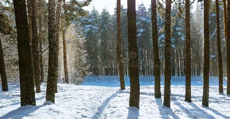 Amazing Frosty Winter Landscape In Snowy Forest Artistic Picture