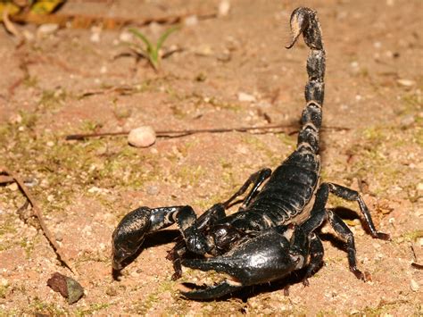 All About Animal Wildlife Black Scorpion Facts And Photos Images 2012