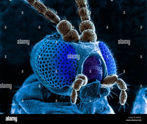 Head Of Butterfly As Seen Through An Em Microscope Stock Photo Alamy