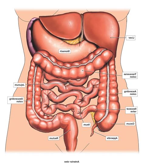 Image Result For Human Organs Diagram ~human Anatomy Pinterest