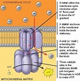 Labeled Atp Synthesis Diagram - couponstandbygeneratorsdiesell