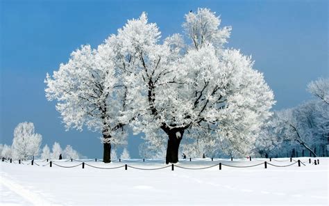 White Tree Wallpapers