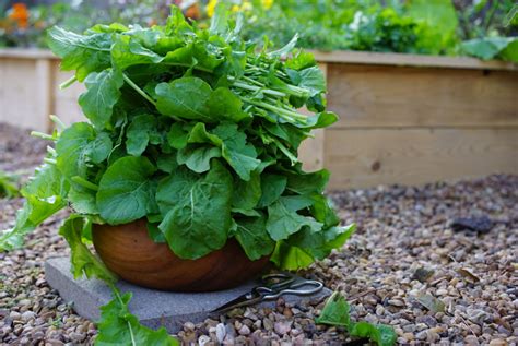 The Benefits Of Growing Your Own Arugula • Gardenary