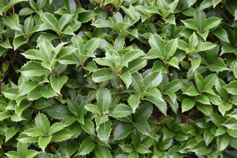 Fortune S Osmanthus Hedges Stock Photo Image Of Flowers Fresh