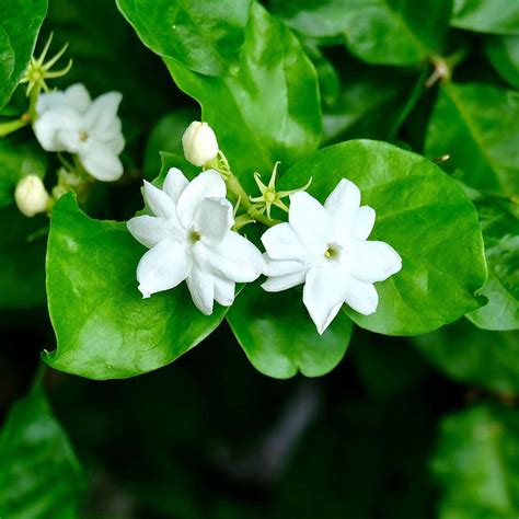 We did not find results for: Philippine Jasmine | Fragrant Jasmine Sambac - Easy To ...