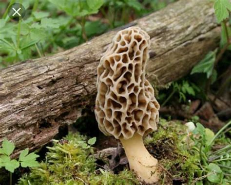 Morel Mushroom Hunting