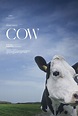 Official US Trailer for Andrea Arnold's Dairy Cows Farm Doc 'Cow ...
