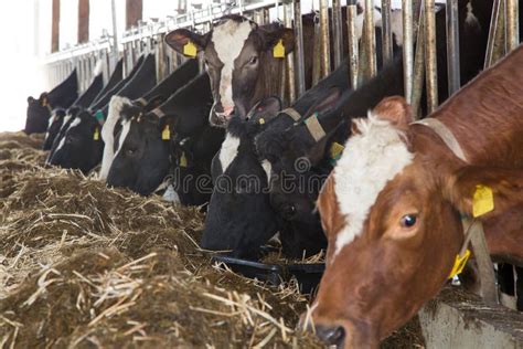 Livestock Feeding In A Barn At A Farm Stock Image Image Of Dairy