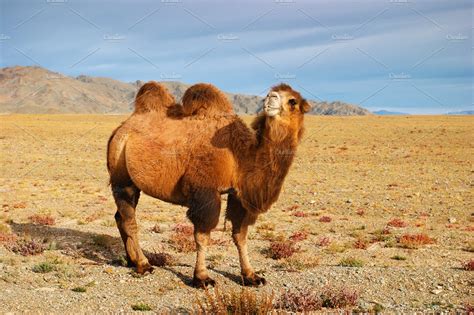 Camel ~ Animal Photos ~ Creative Market