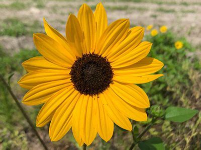 Please note that many of the flowers mentioned may also attract hummingbirds, bees, and moths. Beach sunflower is a butterfly-attracting Florida native ...