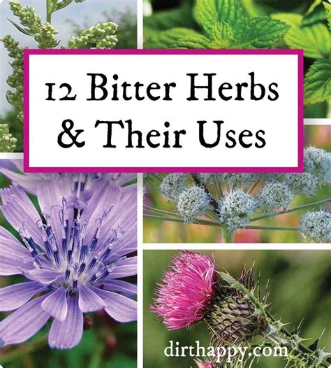 Bitter Herbs And Their Uses Medicinally And Culinary Herbal Garden