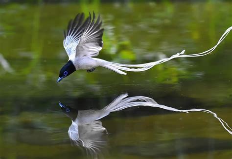 🔥 The Beautiful Asian Paradise Flycatcher In Flight 🔥 R