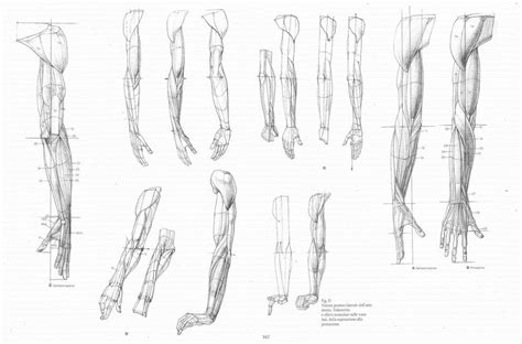 17 Anatomy Reference Images