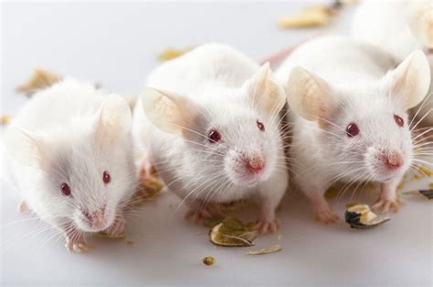 Scientists Accidentally Discover Drug That Prevents Weight Gain In Mice