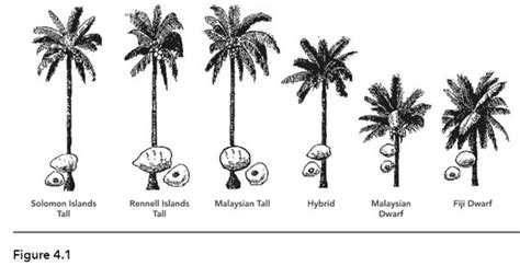 Similarities Between Coconut Tree And Palm Tree As Well Blogsphere