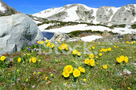 Alpine Meadow With Wild Flowers In Snowy Range Stock Photo Royalty