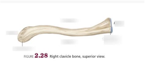 Right Clavicle Superior View Diagram Quizlet