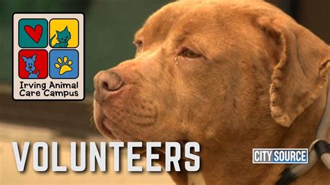 Irving Animal Care Campus Team Thanks Volunteers - YouTube