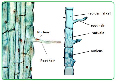 Root Hairs And Water Uptake By Plants Biology Notes For Igcse 2014