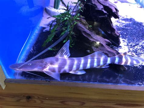 Zebra Shovelnose Catfish Brachyplatystoma Tigrinum