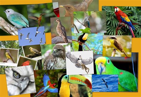 Aves Endémicas De Panamá 2020 Ver Panamá
