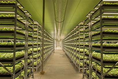 Greenhouse Vertical Fluence Farm Production Bioengineering Herb