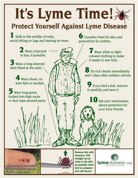 Deer Ticks And Lyme Disease Sierra Club