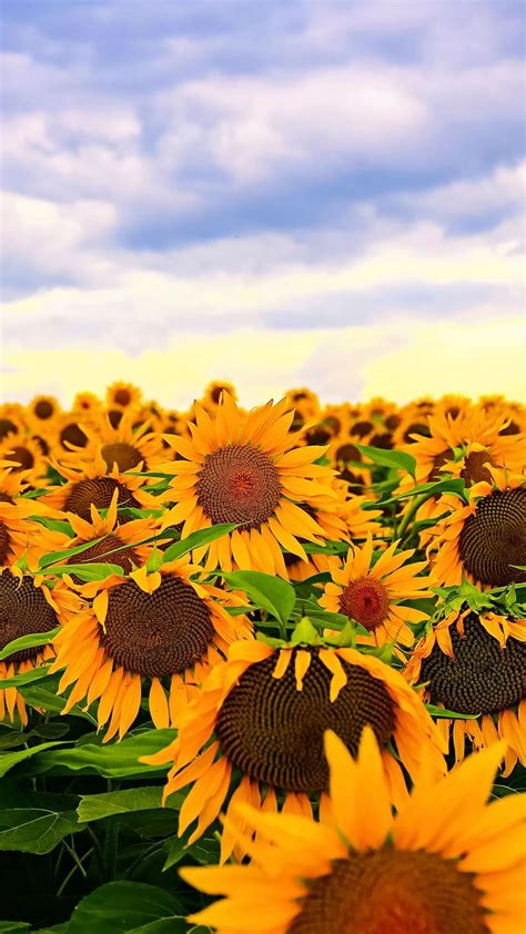 Sunflower Wallpaper Tubewp