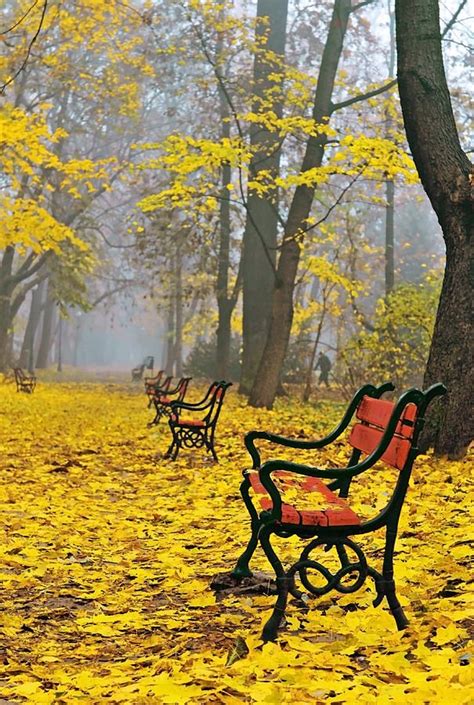 Red Benches In The Park Fall Pictures Autumn Scenery Jaroslaw