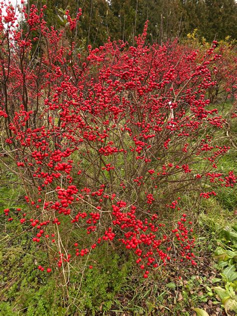 Ilex Verticillata Red Sprite Dwarf Winterberry Live Plant Etsy