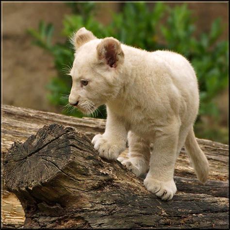 White Lion Cub On The Lookout For Centuries Rumors Of Myst Flickr