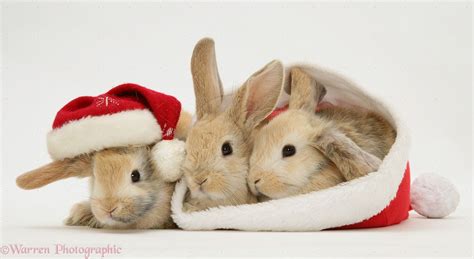 Christmas Bunnies Cute Little Animals Rabbit Santa Pictures