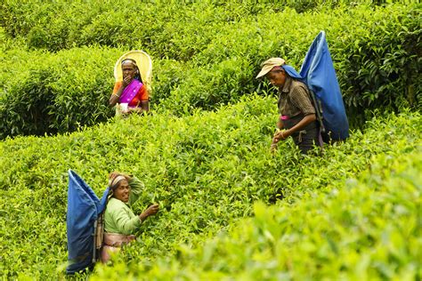How Microsoft Is Improving Tea Farming In Sri Lanka The Borgen Project