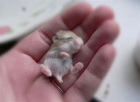 25 Of The Aww Some And Cutest Baby Animal Pictures Youll