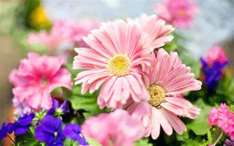 45 Free Desktop Backgrounds Of Flowers Pics