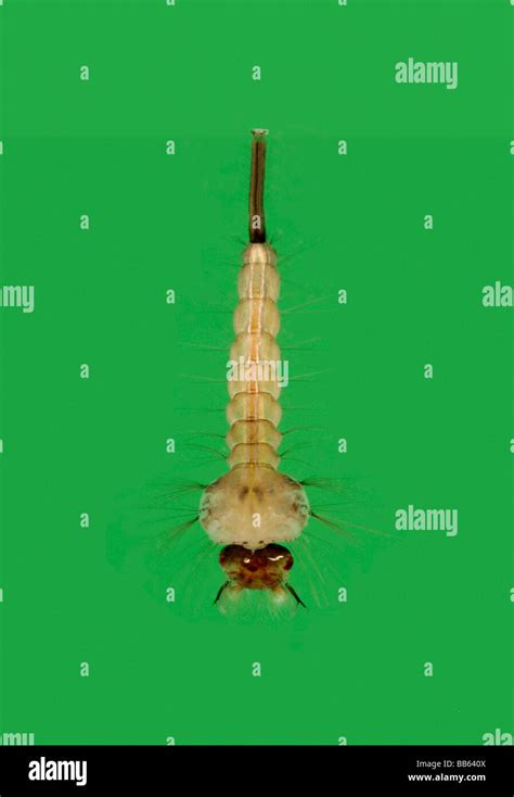 Common Gnat Culex Pipiens Larvae Stock Photo Alamy