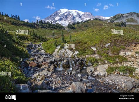 Mount Rainier And Alpine Meadows From Skyline Trail A Stream Zig Zags