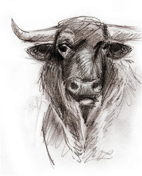 Bull Head Drawings
