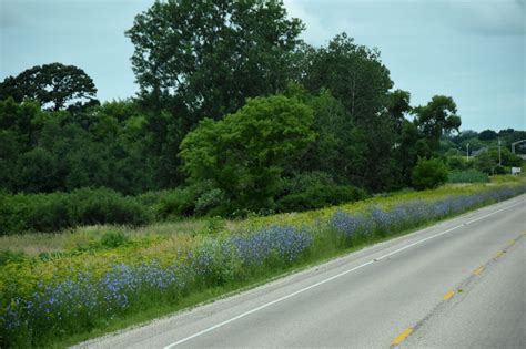 Purple Flowers Along Highway 325 National Geographic Recommended For