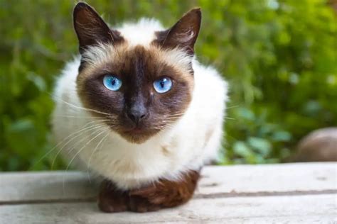 8 Most Popular Cat Breeds Purrfectcatbreeds