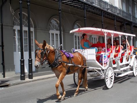 Horse and carriage tour | Horses, New orleans, Animals