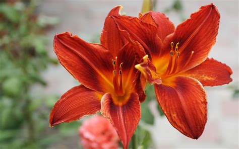 27 Beautiful Hd Lily Flowers Wallpapers