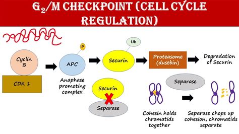 G2m Checkpoint Cell Cycle Regulation Youtube